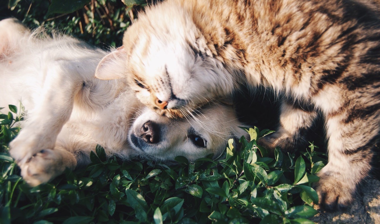 Cachorro e gato juntos, tranquilos